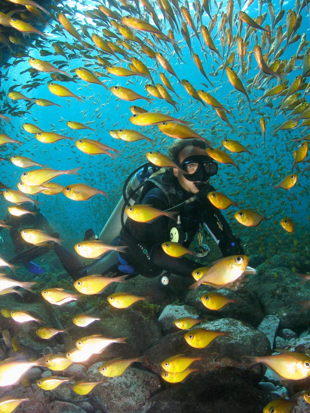 When is The Best Time to Dive in Fernando de Noronha