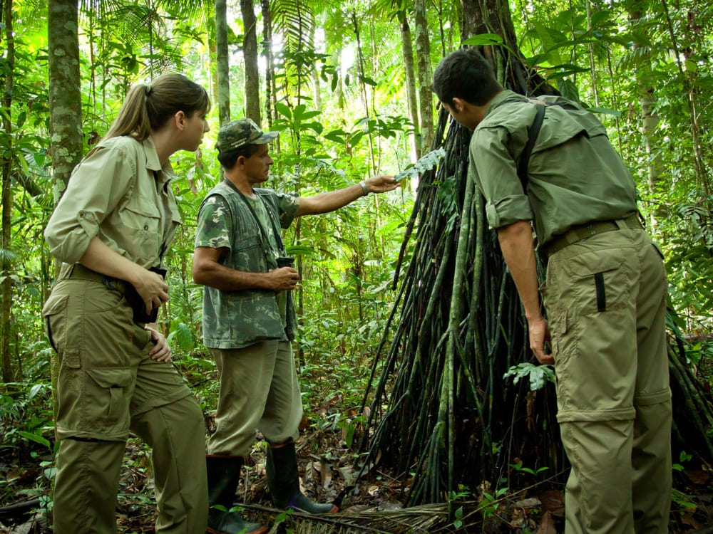 A local guide shows two tourists the intricate roots of a large tree while hiking through the Amazon. A local guide shows two tourists the intricate roots of a large tree while hiking through the Amazon.