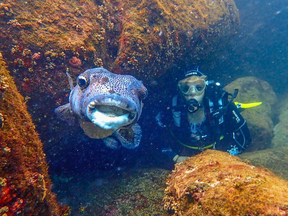 When is the Best Time to Dive in Fernando de Noronha