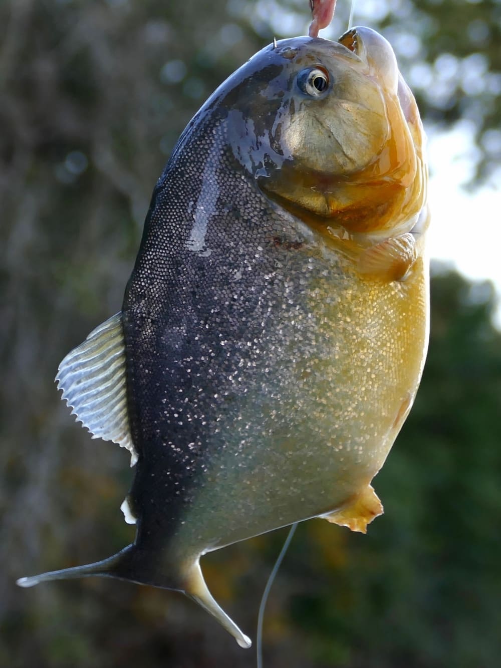 A close-up view of a piranha showing its scales and shape, a famous part of the Pantanal fauna. A close-up view of a piranha showing its scales and shape, a famous part of the Pantanal fauna.