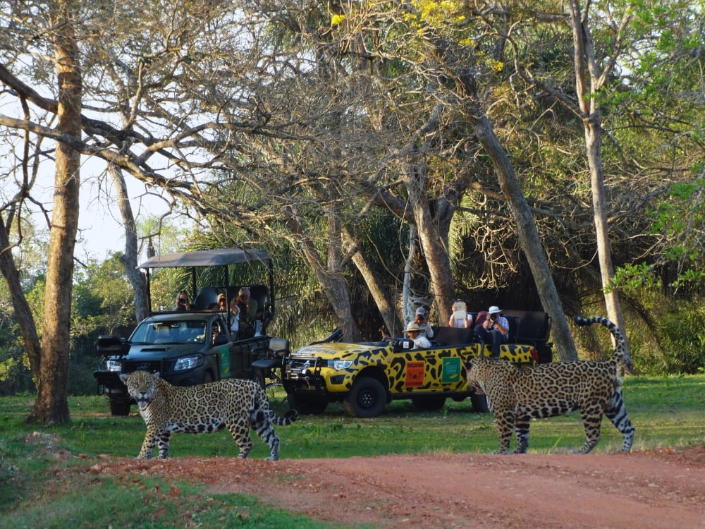 Pantanal Immersive Safaris 