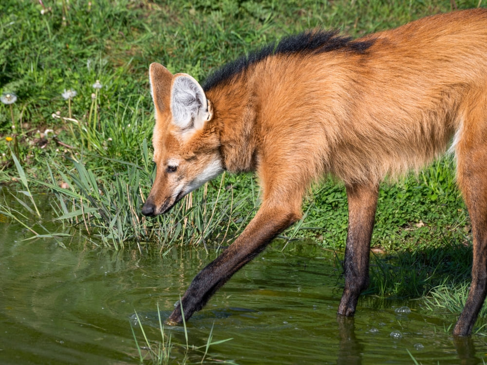 A maned wolf with long legs steps carefully through shallow green water. A maned wolf with long legs steps carefully through shallow green water.