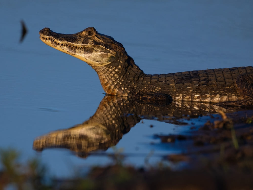 The head of a Yacare caiman surfaces from the blue water, a common sight in Pantanal wildlife. The head of a Yacare caiman surfaces from the blue water, a common sight in Pantanal wildlife.