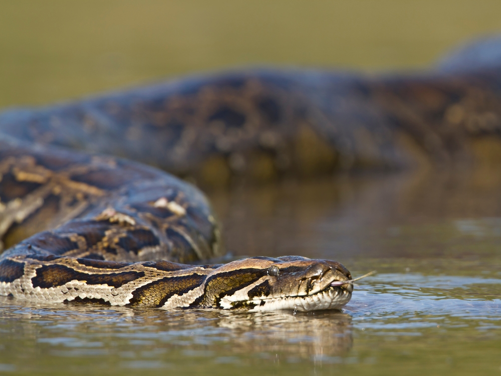 The head of a massive anaconda glides just above the water surface in the wetland marshes. The head of a massive anaconda glides just above the water surface in the wetland marshes.