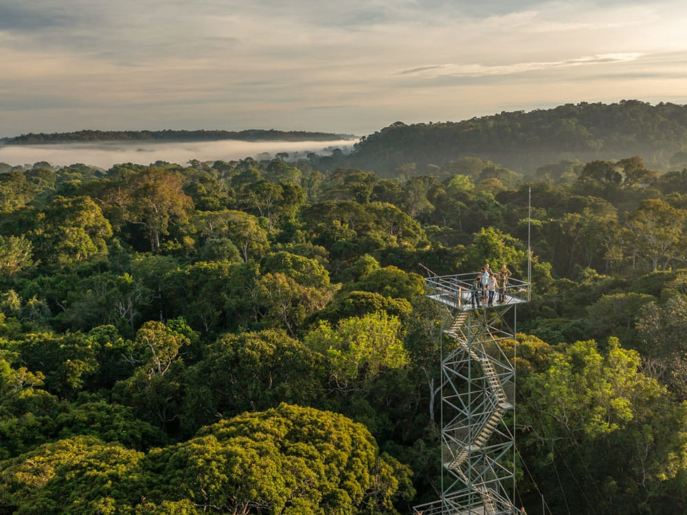 A view of the misty rainforest canopy at sunrise from a 50-meter observation tower, a highlight of Amazon rainforest tours in Mato Grosso. A view of the misty rainforest canopy at sunrise from a 50-meter observation tower, a highlight of Amazon rainforest tours in Mato Grosso.