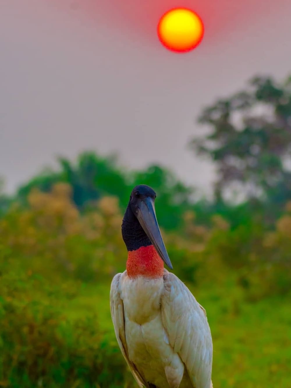 A majestic Jabiru stork displays its black neck and red throat pouch against a green background. A majestic Jabiru stork displays its black neck and red throat pouch against a green background.