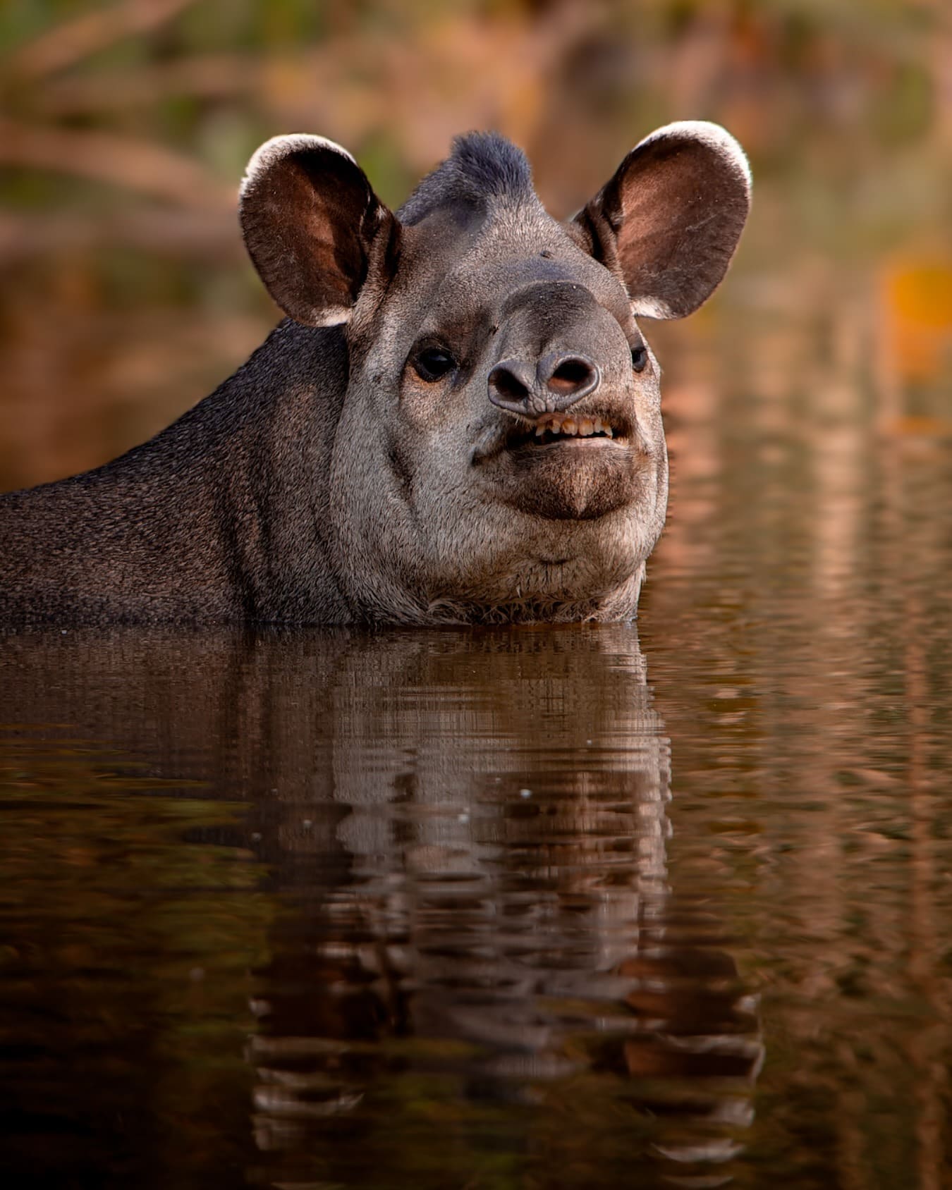 A lowland tapir keeps its head above water while swimming in a river. A lowland tapir keeps its head above water while swimming in a river.