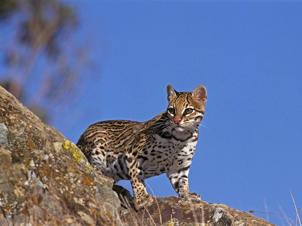 An ocelot stands on a rocky outcrop against a blue sky, scanning its surroundings. An ocelot stands on a rocky outcrop against a blue sky, scanning its surroundings.