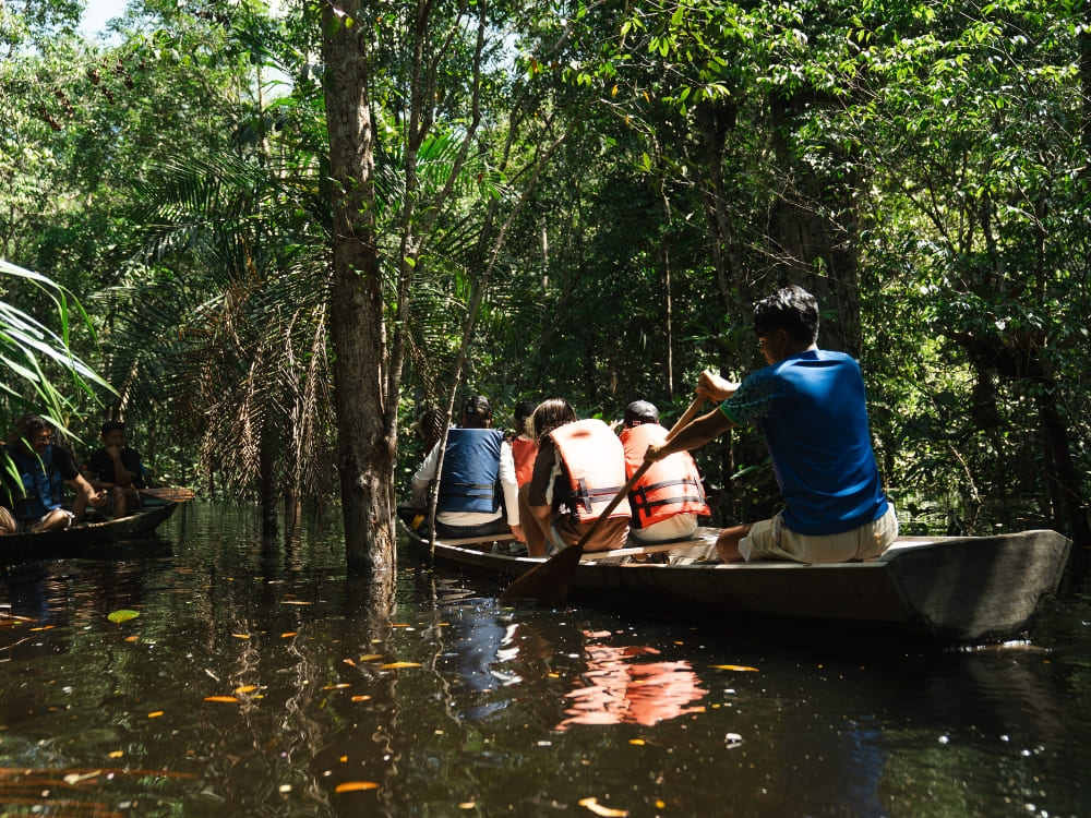 A local guide rows a wooden canoe filled with tourists through the flooded waterways of Anavilhanas National Park A local guide rows a wooden canoe filled with tourists through the flooded waterways of Anavilhanas National Park