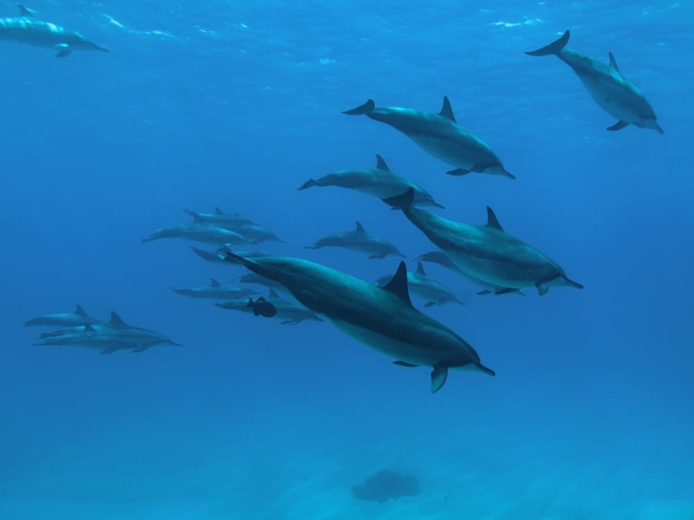 Spinner dolphins Fernando de Noronha