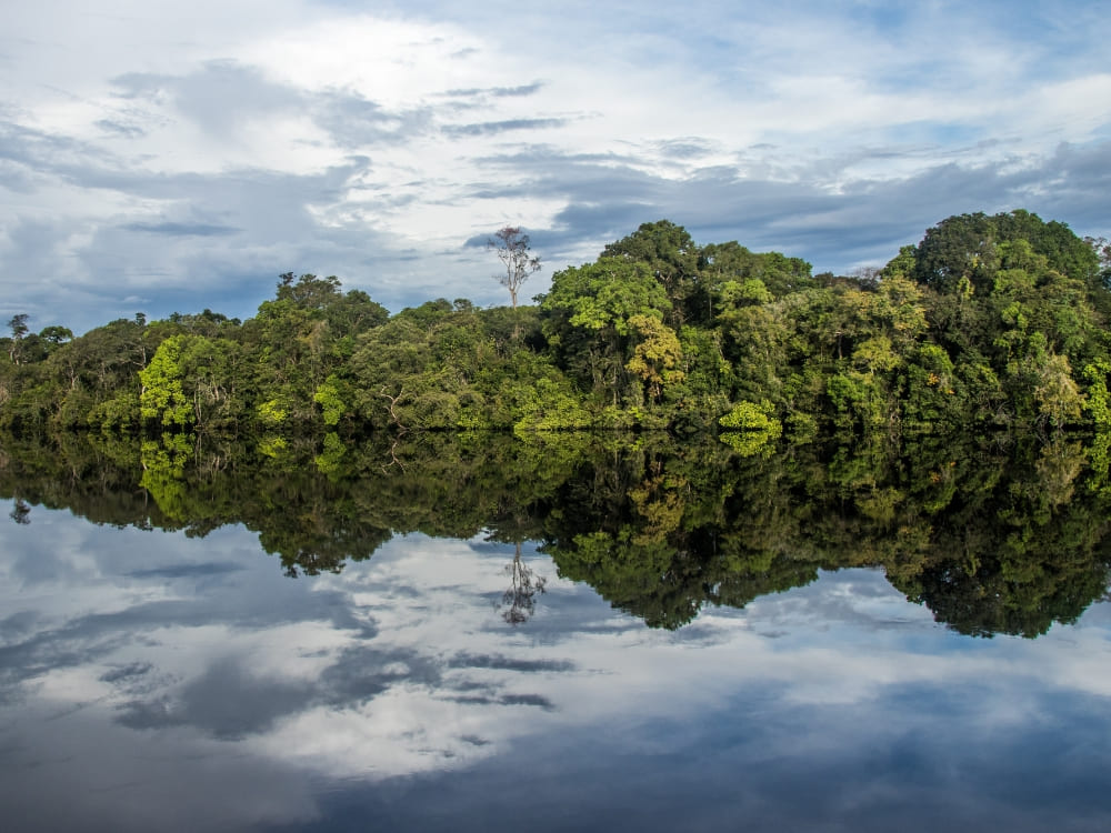 The dense green Amazon forest reflecting like a perfect mirror on the calm, dark waters of the river. The dense green Amazon forest reflecting like a perfect mirror on the calm, dark waters of the river.