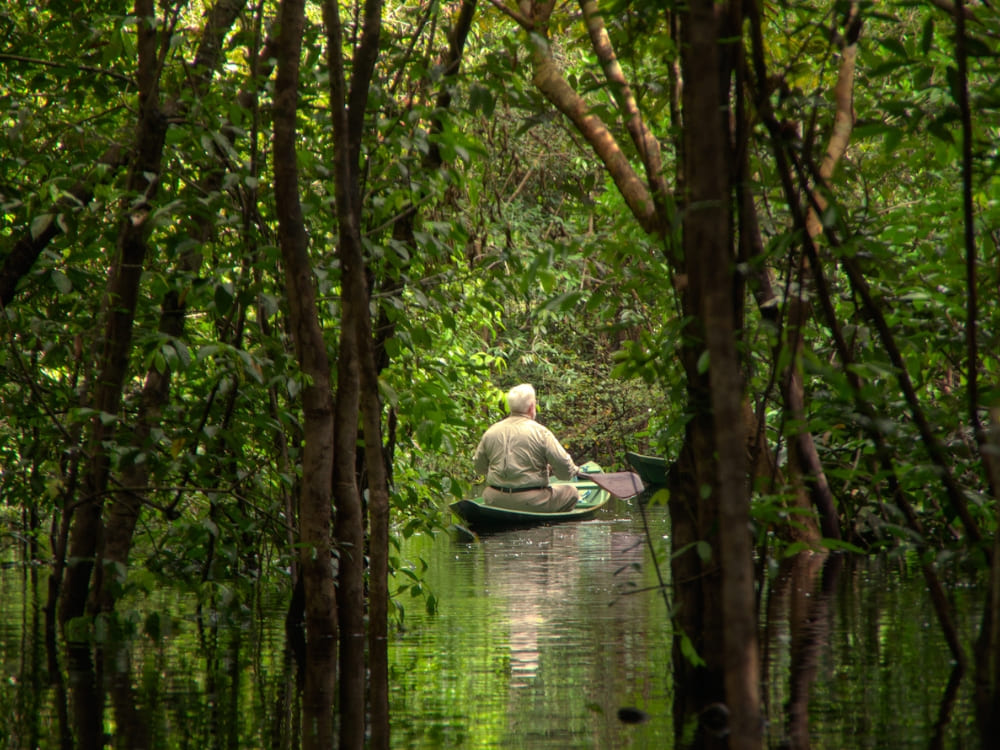 A traveler paddles a small wooden canoe through a flooded blackwater river in the Amazon. A traveler paddles a small wooden canoe through a flooded blackwater river in the Amazon.