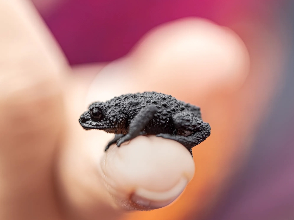 Frog Mount Roraima