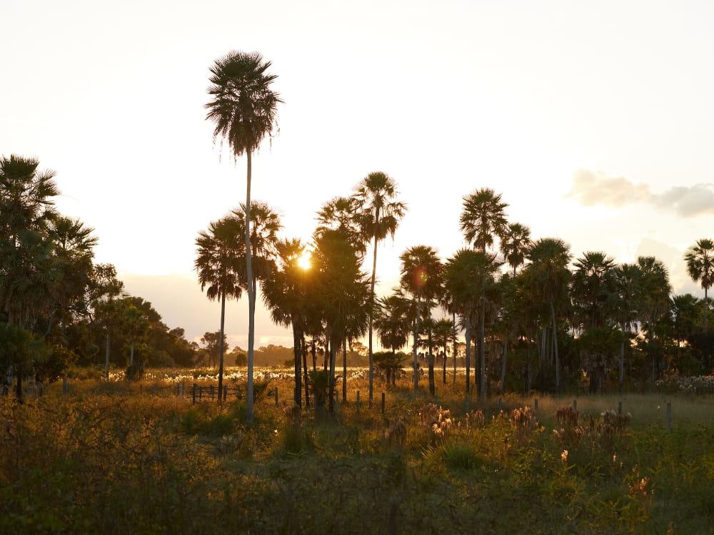 A scenic sunset with palm trees in the Southern Pantanal, known for its open landscapes and accessible Pantanal tours. A scenic sunset with palm trees in the Southern Pantanal, known for its open landscapes and accessible Pantanal tours.