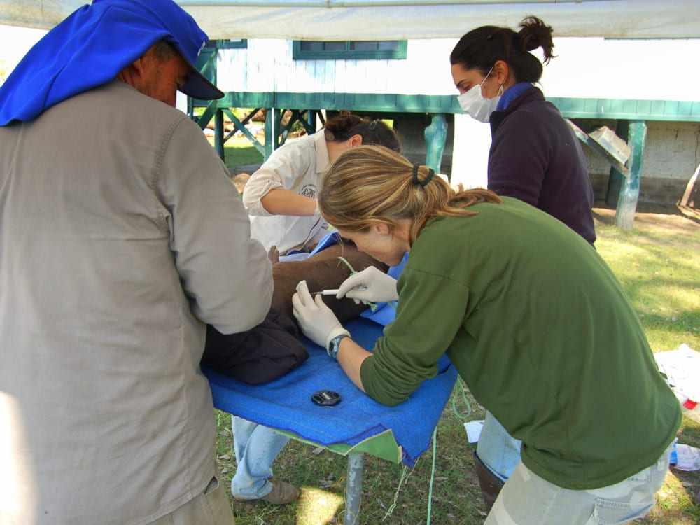 A team of researchers carefully examines a giant otter on a blue medical table as part of a wildlife monitoring project. A team of researchers carefully examines a giant otter on a blue medical table as part of a wildlife monitoring project.
