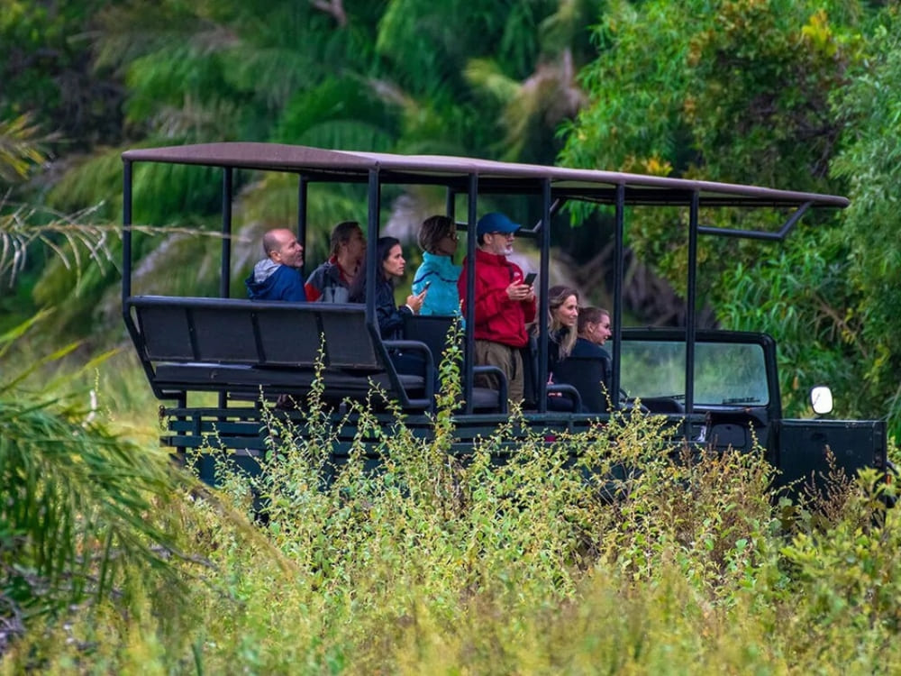 Tourists in an open-air vehicle enjoying a South Pantanal adventure, ideal for land-based Pantanal safaris and exploring the savanna. Tourists in an open-air vehicle enjoying a South Pantanal adventure, ideal for land-based Pantanal safaris and exploring the savanna.