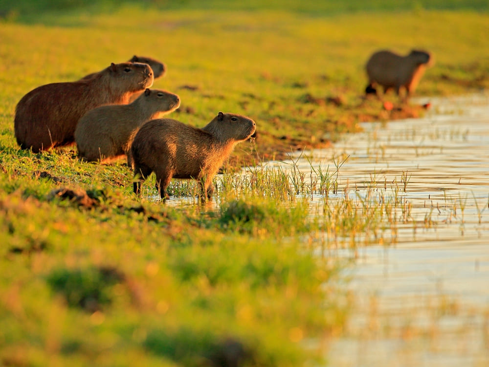 A family of capybaras on a grassy bank, a common wildlife sighting on a Pantanal tour in both the North and South regions. A family of capybaras on a grassy bank, a common wildlife sighting on a Pantanal tour in both the North and South regions.