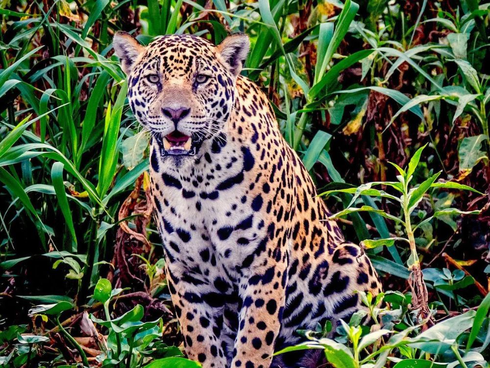 Uma onça-pintada sentada entre a vegetação verde no bioma do Pantanal brasileiro.