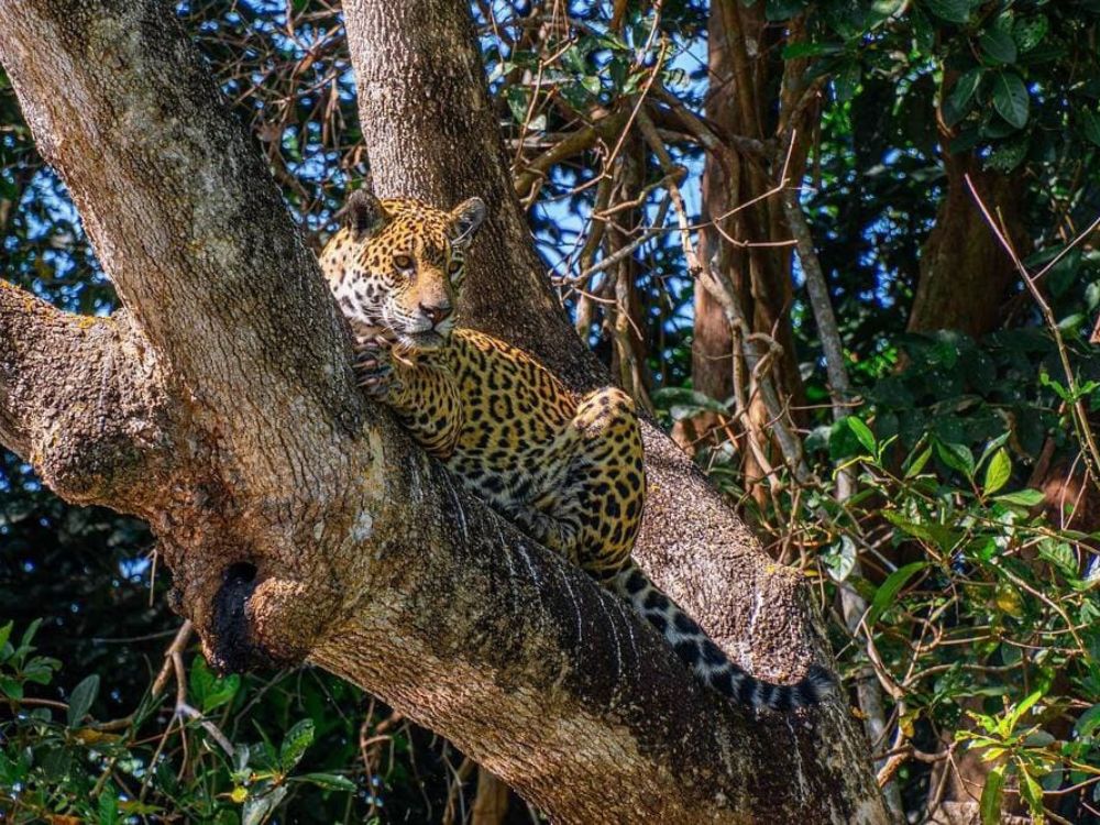 Uma grande onça do Pantanal descansa confortavelmente em um galho grosso de árvore. 