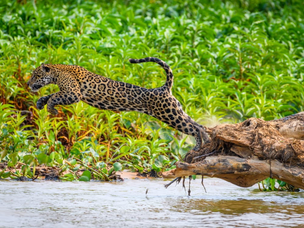  A jaguar leaping from a log into the water, capturing the intense wildlife action seen on Pantanal tours.