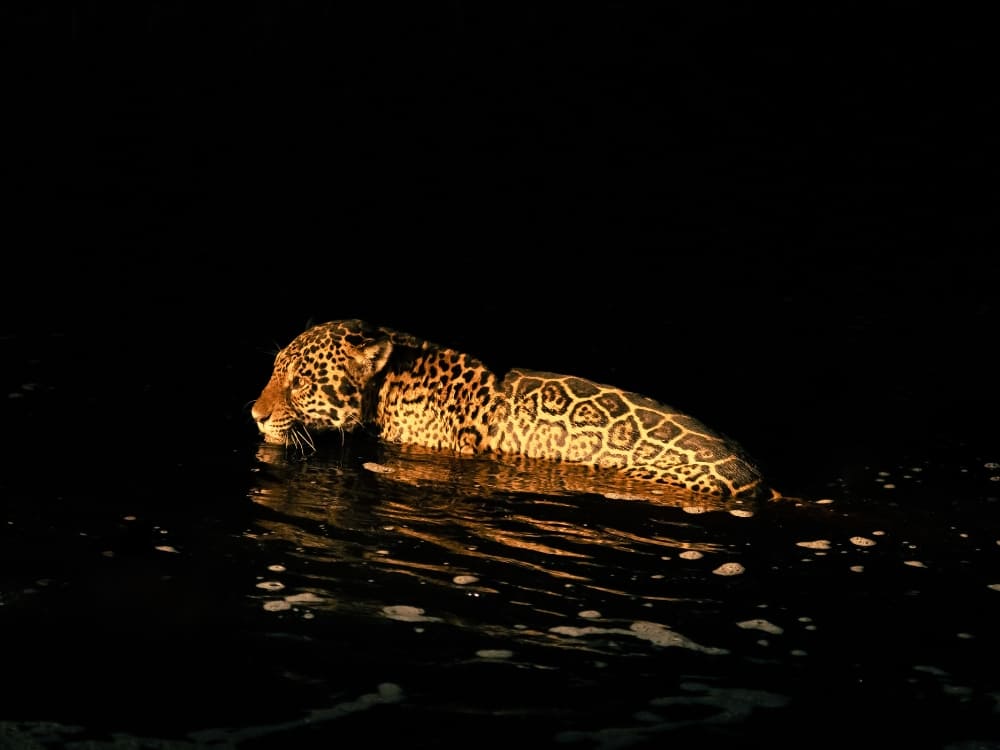 Uma onça-pintada nada cruzando um rio escuro no Pantanal à noite.