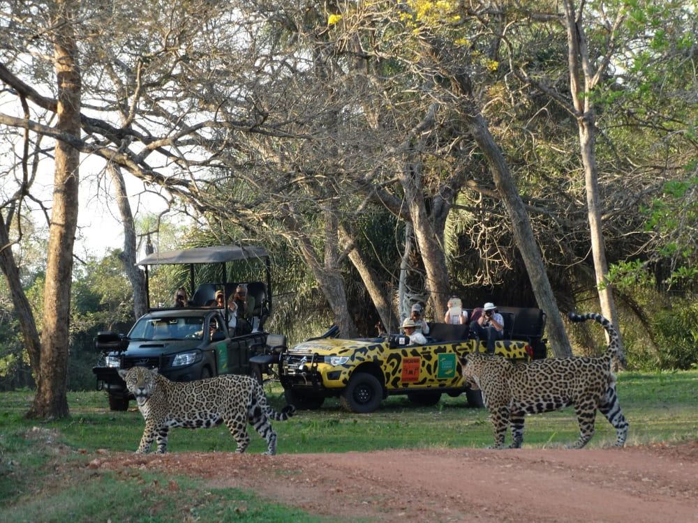 Safari vehicles parked on a dirt road observing jaguars crossing the path during a sustainable wildlife tour.