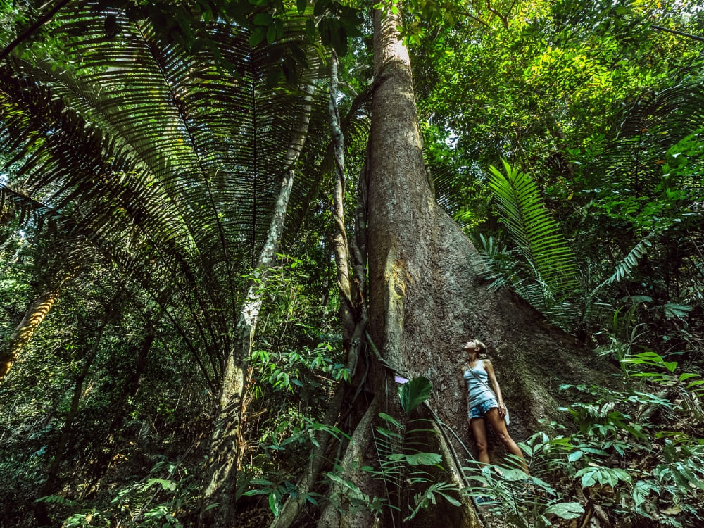 A traveler stands at the base of a massive tree trunk wrapped in vines, gazing up into the dense, green canopy of the Amazon rainforest.