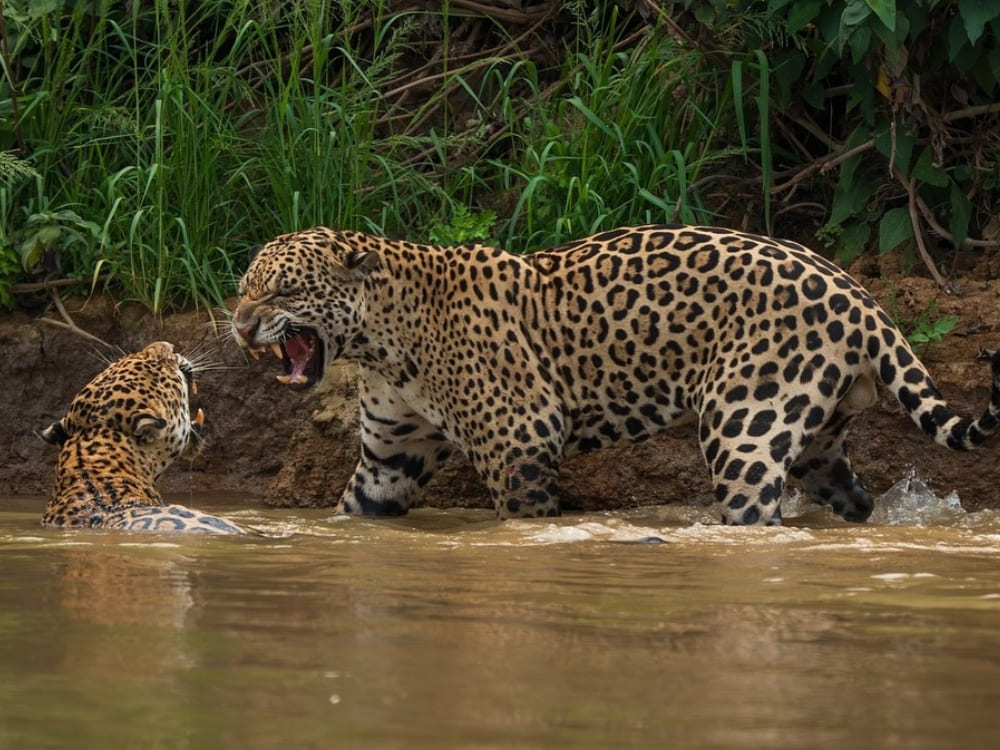 Two jaguars fighting in a river, a rare and intense wildlife sighting on a Jaguar safari.