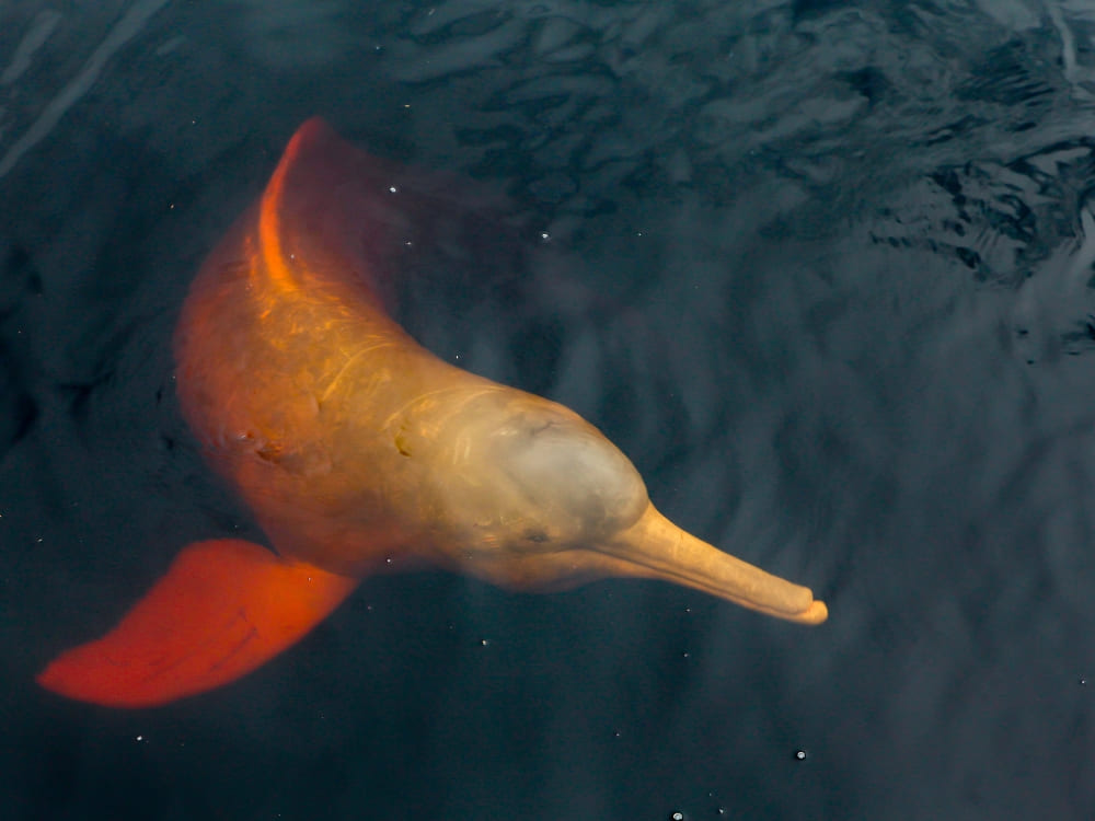  An Amazon river dolphin with distinctive pink skin swims just below the dark water surface. 