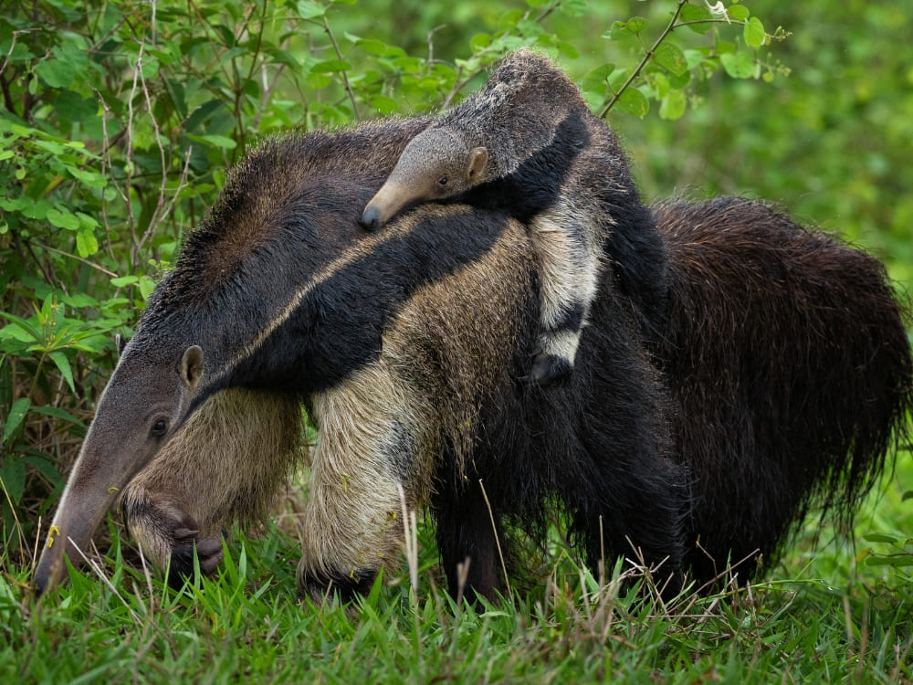 A giant anteater walks through green grass carrying its baby on its back, showcasing the diverse Pantanal fauna.