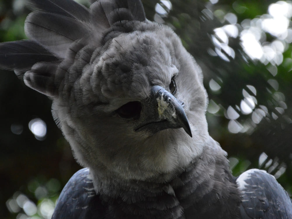 A close-up of a harpy eagle with dark grey feathers and vertical plumes on its head.