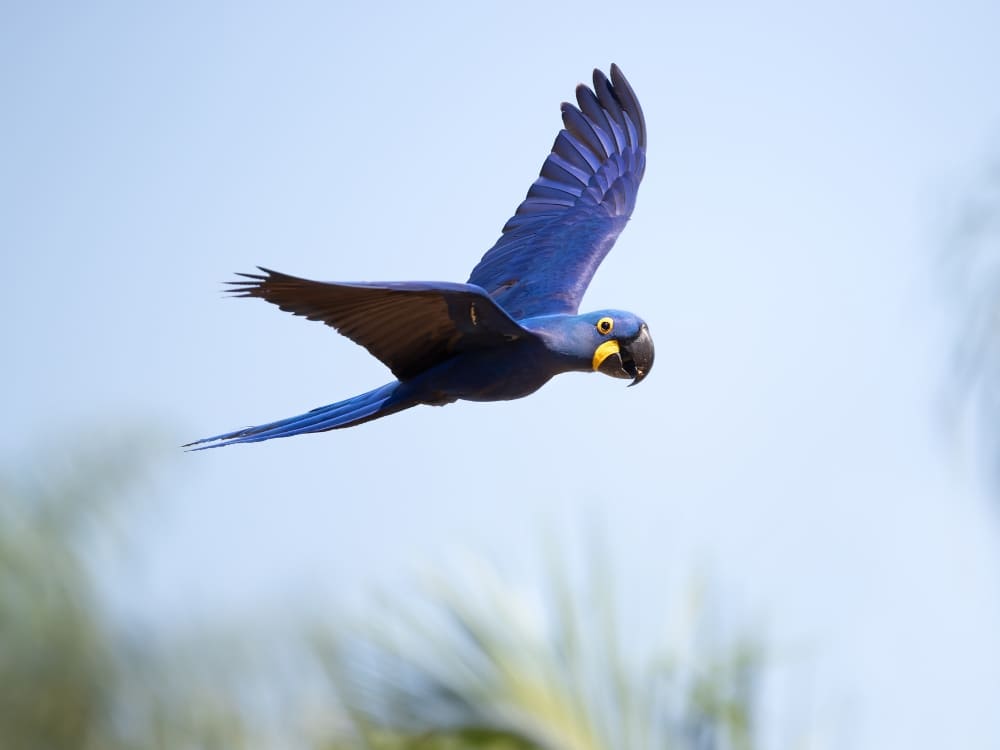 A hyacinth macaw with bright blue feathers and yellow facial features flying across the sky.