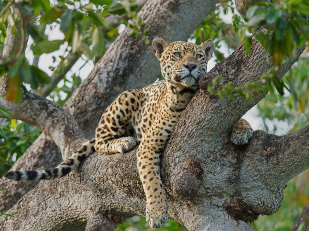 A jaguar rests on a thick tree branch during a wildlife watching safari in the Pantanal dry season.