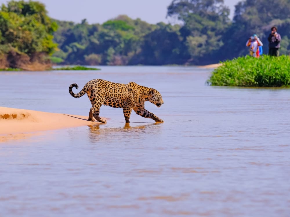 A wild jaguar walking into the river from a sandbank with observers in the distance in Pantanal, Brazil.