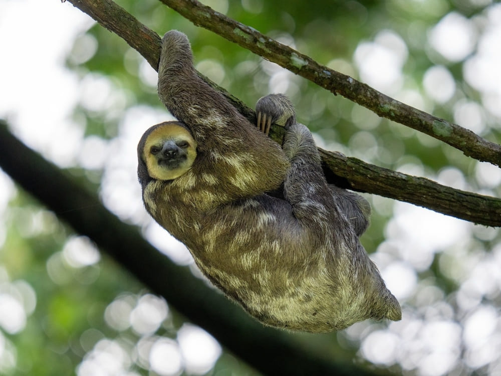 A pale-throated sloth hanging upside down from a thin tree branch in the dense Amazon Rainforest.