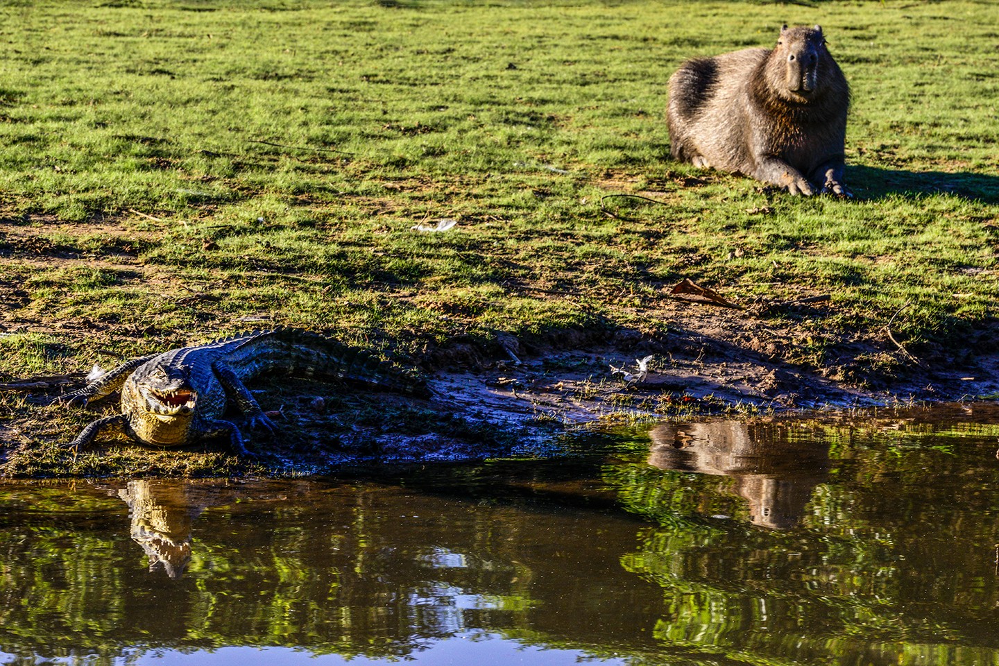 A capybara resting on the grass near a caiman by the water's edge, typical of the diverse wildlife in the Pantanal wetlands.
