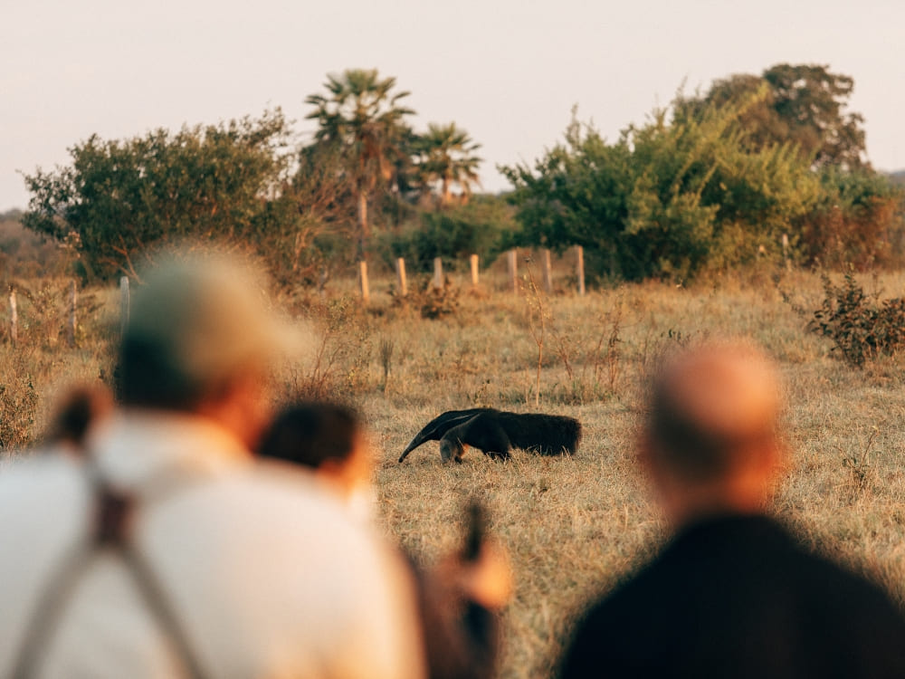 Two blurred photographers in the foreground capture a giant anteater walking through low vegetation during a Pantanal photo tour.