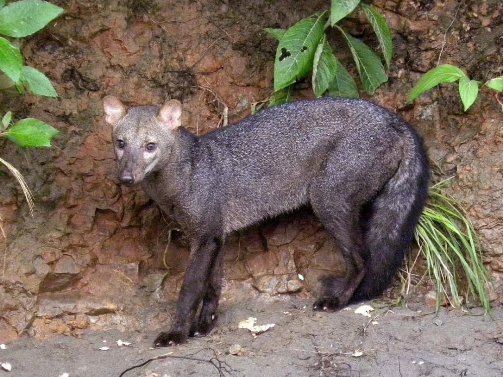  A rare short-eared dog with a dark greyish coat standing near a muddy riverbank in the Amazon.