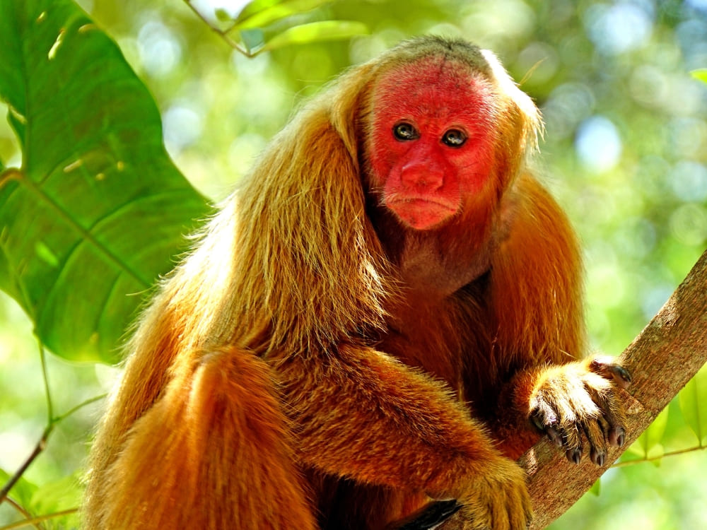 A uakari monkey with a bright red face and long fur sitting quietly on a tree branch.