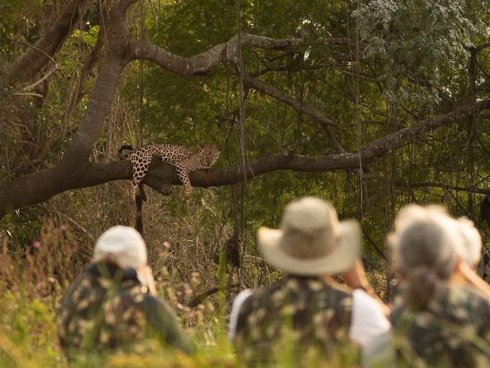 Tourists with hats and cameras in a boat observing a jaguar lying on a tree branch. Tourists with hats and cameras in a boat observing a jaguar lying on a tree branch.