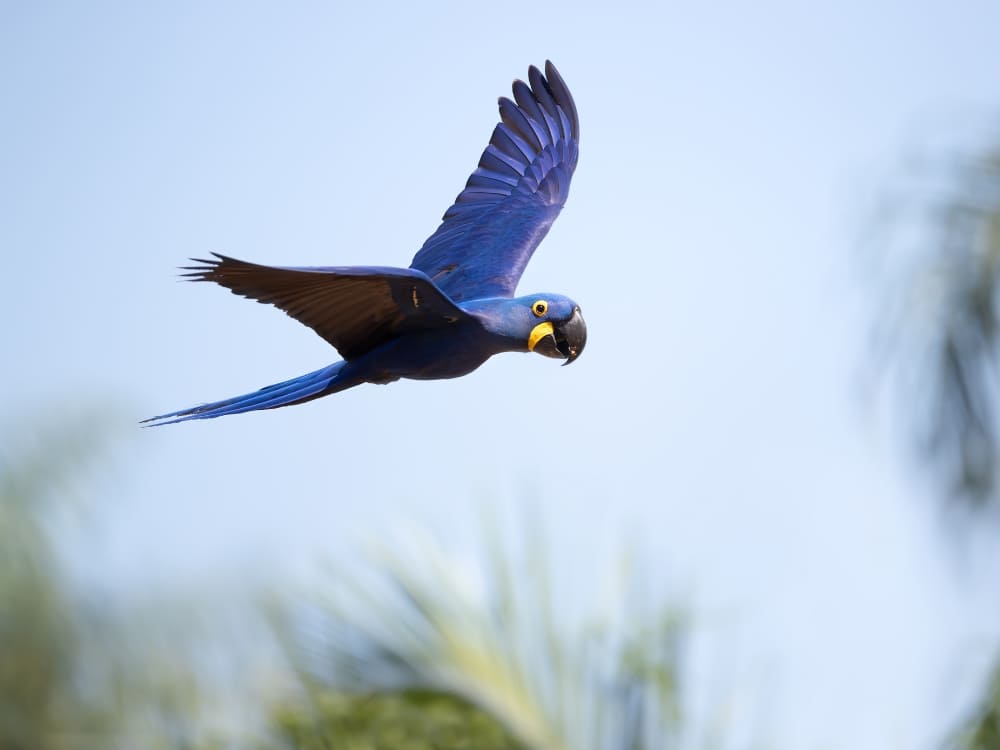 A vibrant blue Hyacinth Macaw in mid-flight with its wings spread wide against a bright sky in the Pantanal biome. A vibrant blue Hyacinth Macaw in mid-flight with its wings spread wide against a bright sky in the Pantanal biome.
