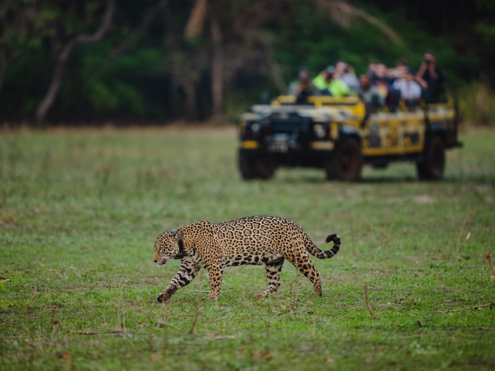 A jaguar walking across a grassy plain in the Pantanal while a group of tourists watches from a yellow safari vehicle as part of the Onçafari Project. A jaguar walking across a grassy plain in the Pantanal while a group of tourists watches from a yellow safari vehicle as part of the Onçafari Project.
