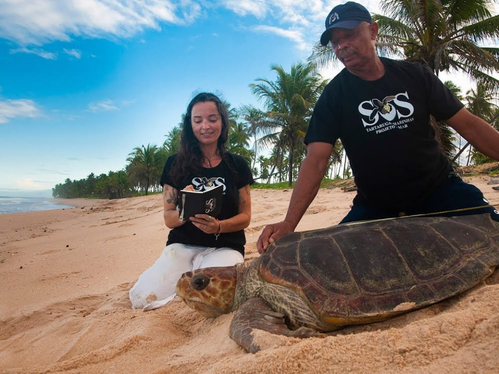 Two researchers on a sandy beach measuring a large sea turtle with a tape measure, highlighting the Tamar Project's efforts to protect marine life. Two researchers on a sandy beach measuring a large sea turtle with a tape measure, highlighting the Tamar Project's efforts to protect marine life.