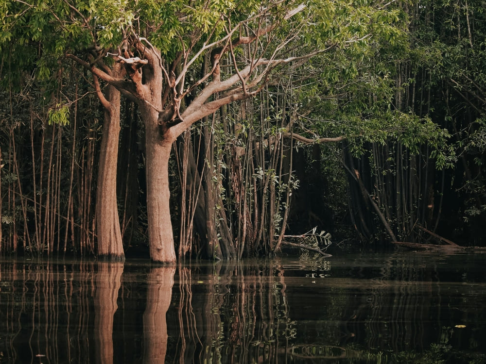 Trees with submerged trunks standing in the dark waters of an Amazon River flooded forest. Trees with submerged trunks standing in the dark waters of an Amazon River flooded forest.