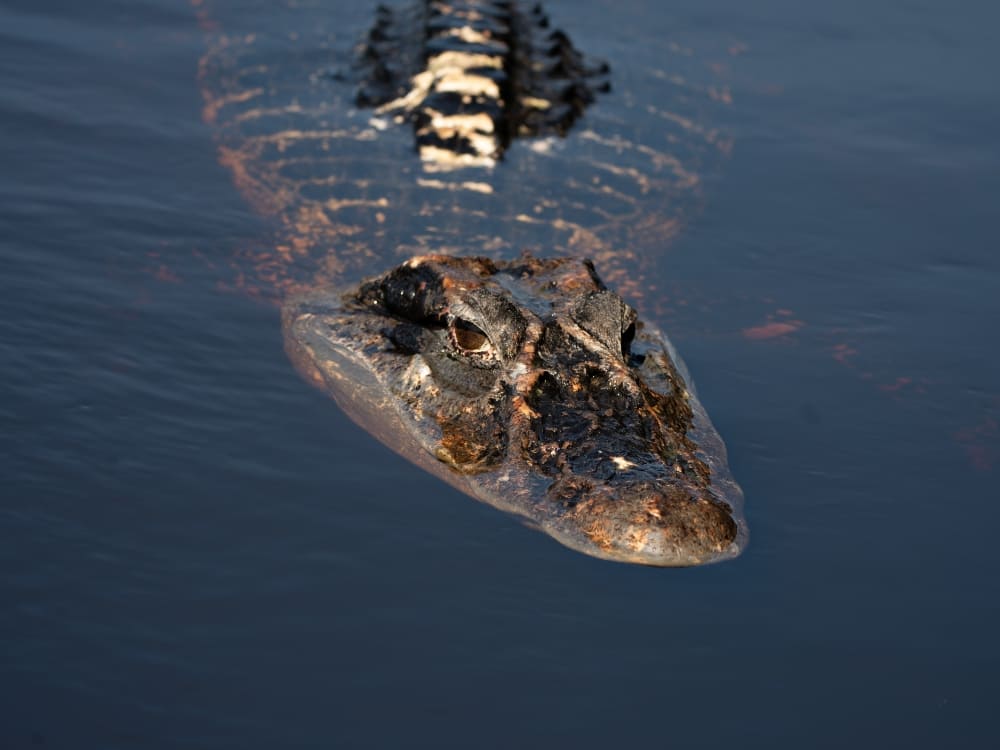 A black caiman swimming near the surface of the Amazon River. A black caiman swimming near the surface of the Amazon River.