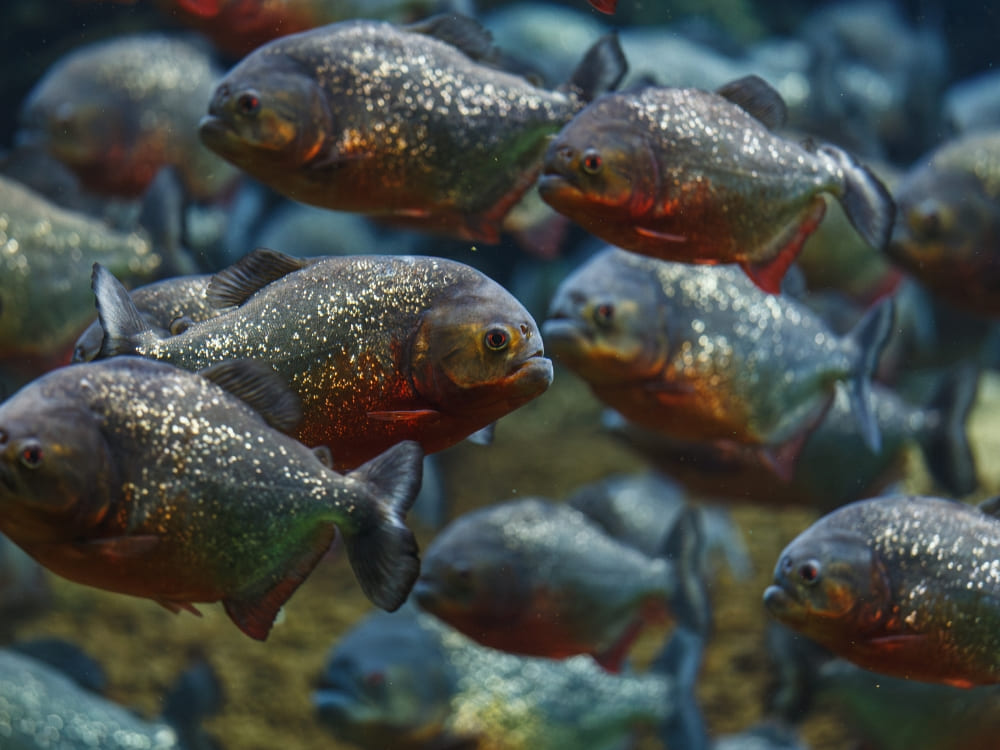 A school of red-bellied piranhas swimming underwater in the Amazon River. A school of red-bellied piranhas swimming underwater in the Amazon River.