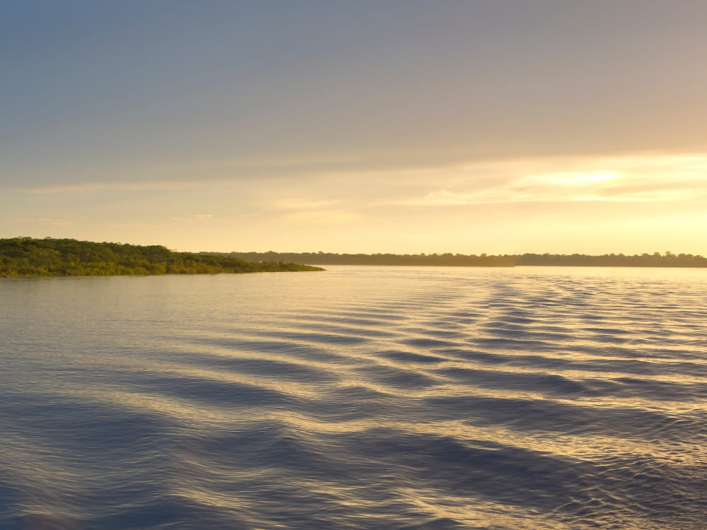 Aerial view of the Amazon River meandering through the dense green canopy of the Amazon Rainforest. Photo taken from inside the Amazon River with the sun shining on the water.