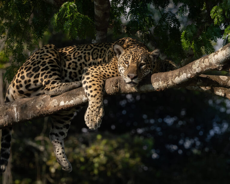 Wo ist der beste Ort, um Jaguare im Pantanal zu sehen? Wo ist der beste Ort, um Jaguare im Pantanal zu sehen?