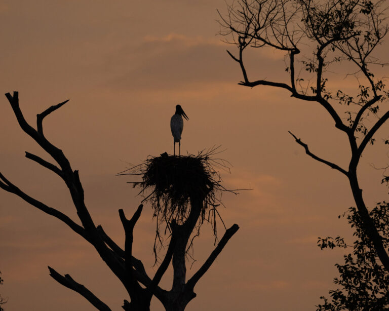 Nord vs. Süd: Welches Pantanal Sollten sie Wählen? Nord vs. Süd: Welches Pantanal Sollten sie Wählen?