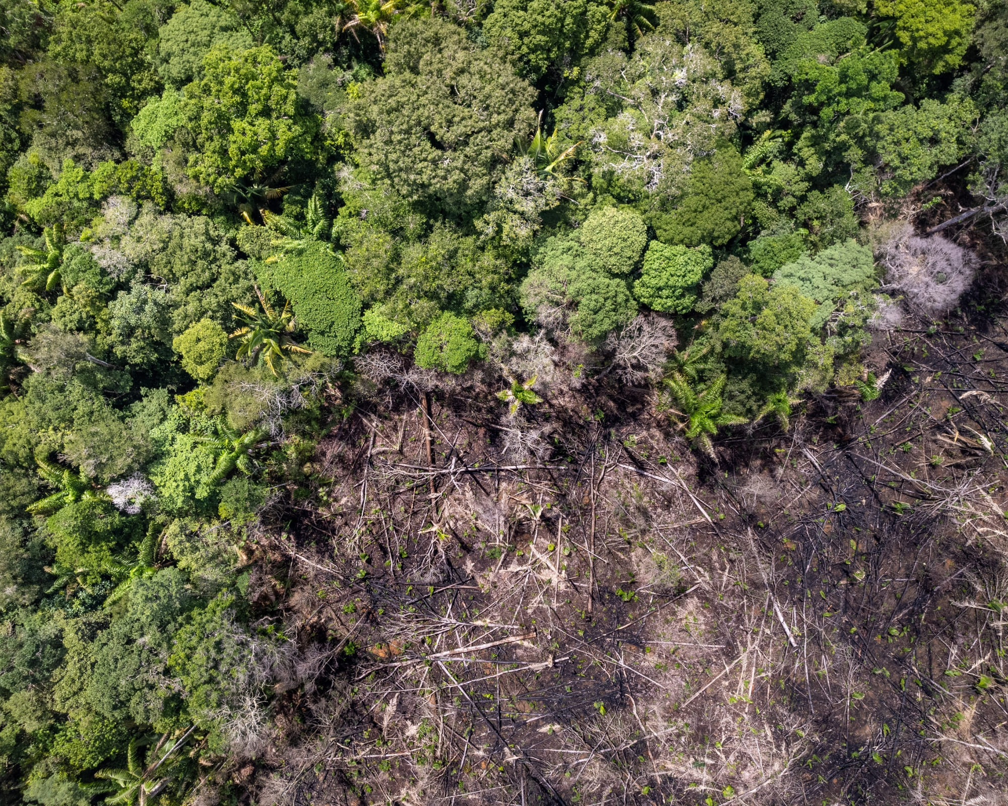 Dag van de Bosbescherming: Ontmoet 7 beschermers van het Amazonewoud